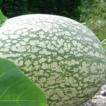 Lacayote