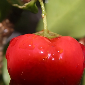 Acerola