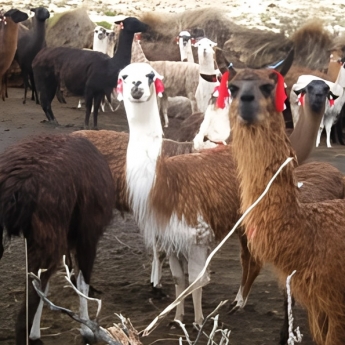Llama
