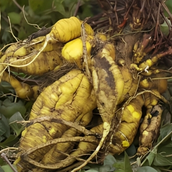 Mauka