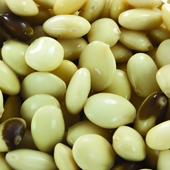 Tarwi