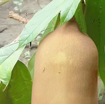 Copoazú