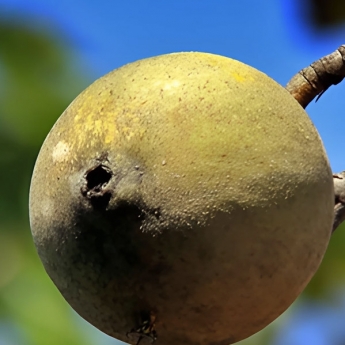 Manzana bí